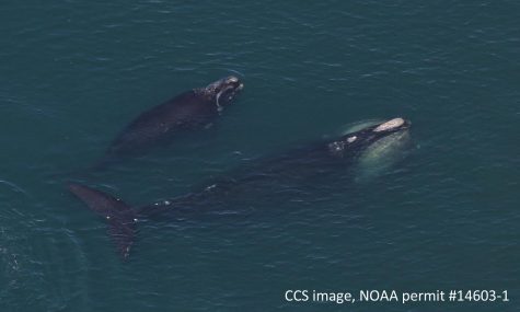 COURTESY OF THE CENTER FOR COASTAL STUDIES Punctuation and her calf, which died, were observed on April 28. That was believed to be the last time the calf was scene alive.