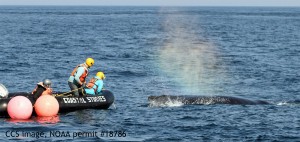 Whale Rescue 9-2