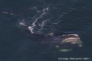 Center for Coastal Studies image NOAA permit #14603-1. 