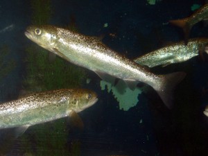 COURTESY OF NOAA Atlantic Salmon Gulf of Maine Distinct Population Segment