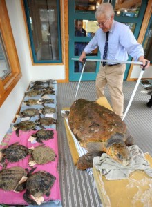 COURTESY OF THE CENTER FOR COASTAL STUDIES Director of Mass Audubon's Wellfleet Bay Wildlife Sanctuary Bob Prescott with stranded cold-stunned sea turtles.