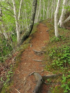 A hiking path in Brewster.