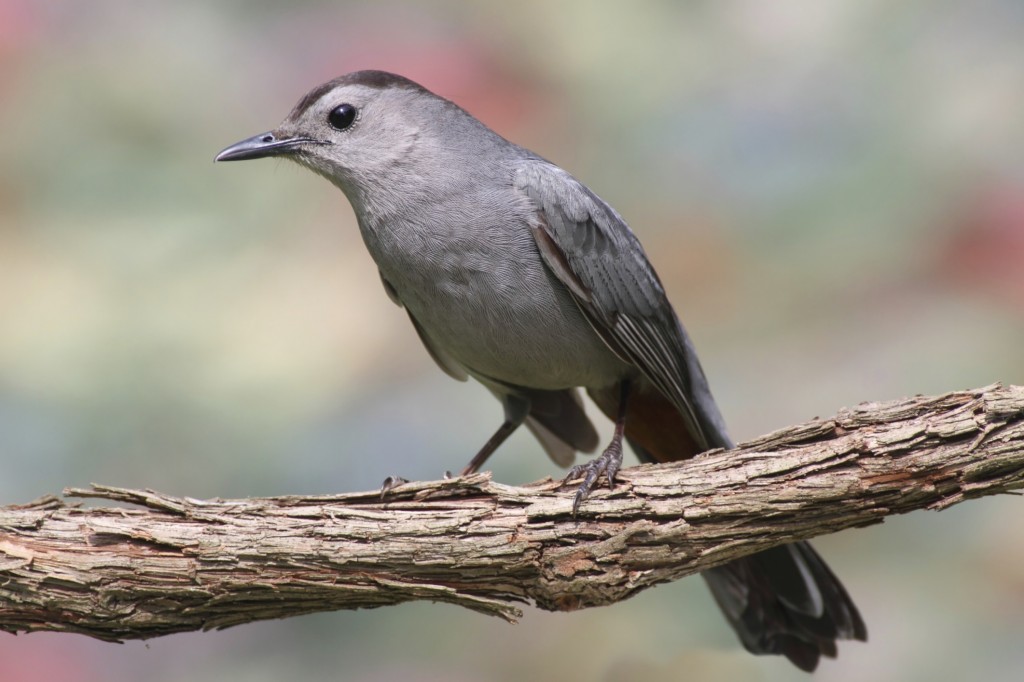 Gray Catbirds (Dumetella carolinensis) are among the many species migrating south in the fall, which the radio antenna at Waquoit Bay will be tracking.