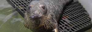 COURTESY NATIONAL MARINE LIFE CENTER Cilantro, a grey seal, has been rehabilitated and will be released.