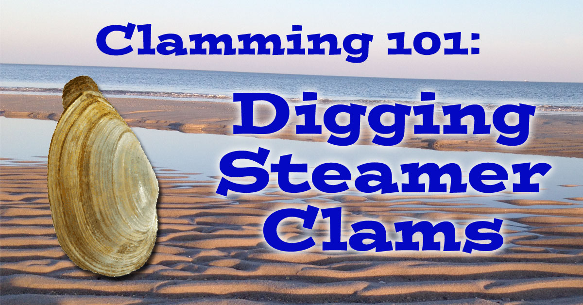 A Beginners Guide for Digging Steamers