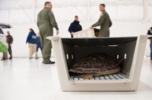COURTESY OF THE U.S. COAST GUARD A Loggerhead Turtle waits to be loaded on an Air Station Cape Cod HC- 144 Ocean Sentry aircraft, Wednesday, Jan. 27, 2016, in Cape Cod, Mass. Loggerhead Turtles are protected under the Endangered Species Act.