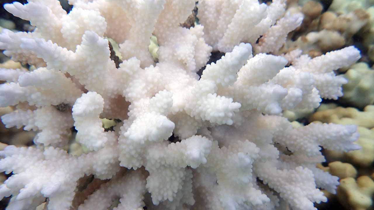 New Study Takes Another Look at Coral Bleaching Offender