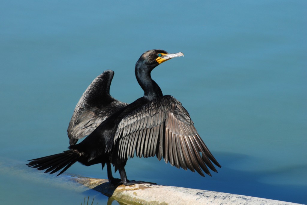 Cormorant spreading the wings to dry in the sun