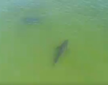 Atlantic White Shark Conservancy posts video of sharks interacting off Marconi Beach - CapeCod.com