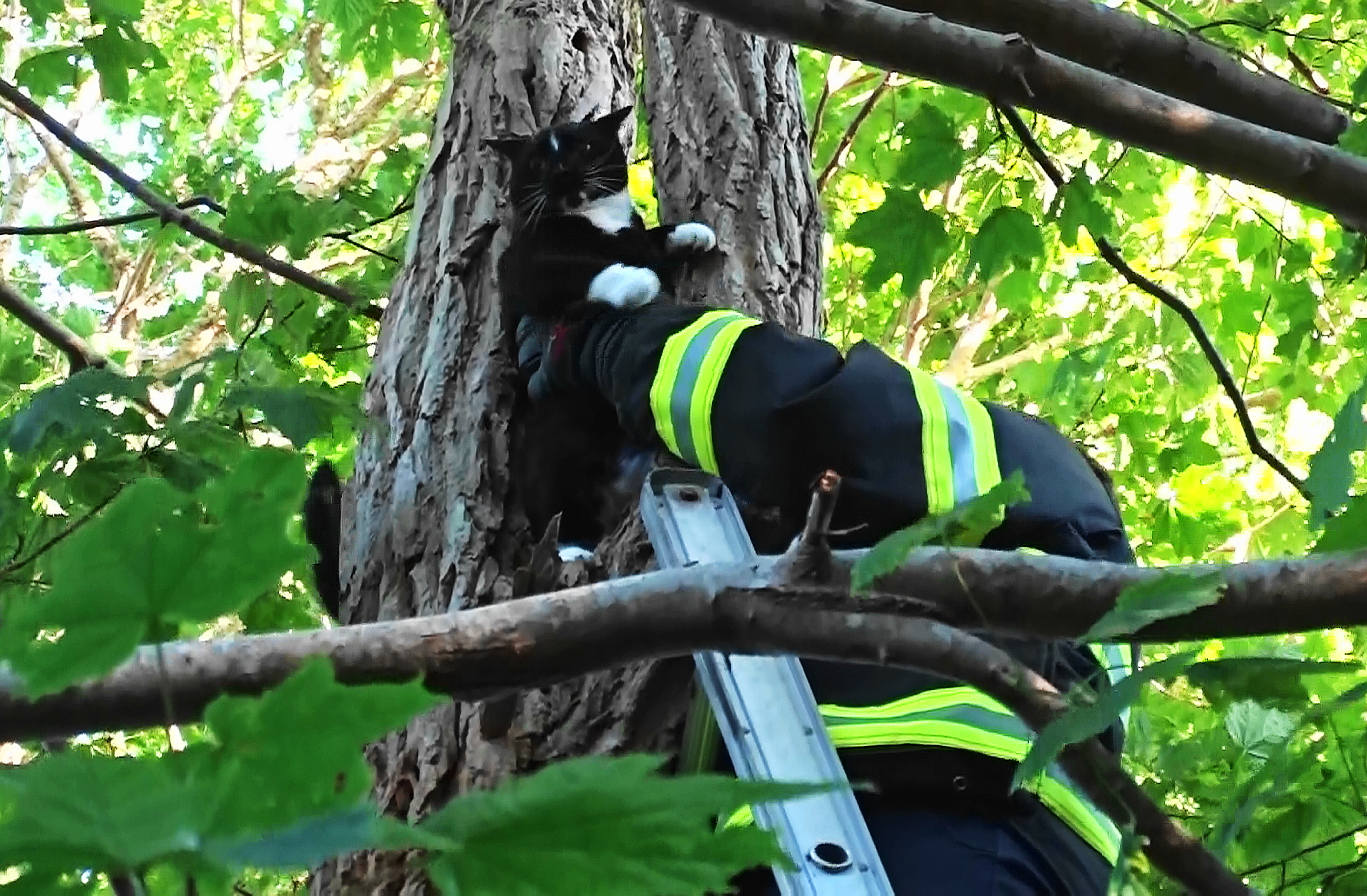 Video Harwich Firefighters Rescue Cat Stuck In Tree CapeCod