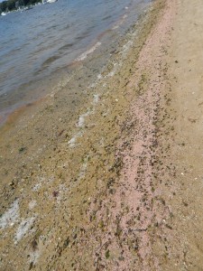 COURTESY WBNERR. The shore of Waquoit Bay shows dead shrimp extending all along the coastline earlier this week.