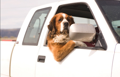 Keep Your Pup Safe Memorial Day Weekend