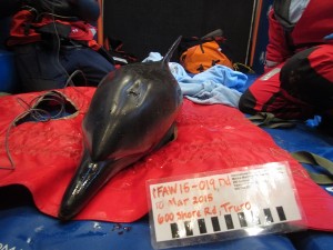 COURTESY IFAW A dolphin trapped in the ice was rescued in Wellfleet and was released hours later off the coast of Truro.