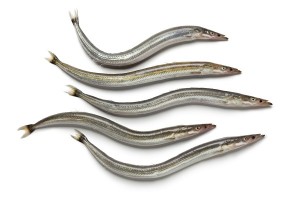 eels