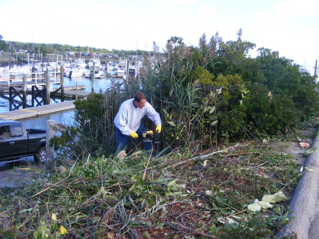 Inmate Timothy O’Neill hacks away at immense undergrowth that had been impeding some of the nautical views of Sandwich Marina and the canal and Atlantic beyond