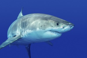 A great white shark.