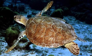 COURTESY OF NOAA A green turtle.