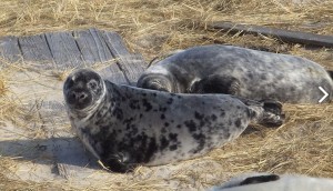 COURTESY OF NOAA FISHERIES/KIMBERLY MURRAY Gray seal pups on Muskeget island. In January, NOAA scientists and external partners are studying gray seal populations at their breeding sites in Maine and Massachusetts.
