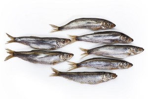 herring