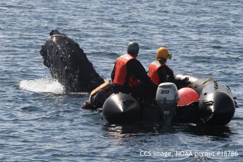 COURTESY OF THE CENTER FOR COASTAL STUDIES Members of the Center for Coastal Studies Marine Animal Entanglement Response Team free an entangled humpback whale Saturday afternoon in Cape Cod Bay.