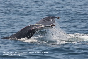 COURTESY OF THE CENTER FOR COASTAL STUDIES The Marine Animal Entanglement Response Team freed an entangled humpback whale. 