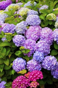 Hydrangeas are considered by some to be the signature flower of Cape Cod. The first annual Cape Cod Hydrangea Festival starts this weekend.