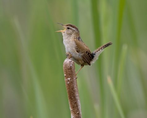 Marsh Wren