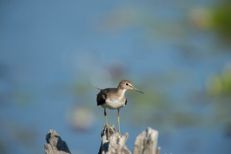 Solitary Sandpiper