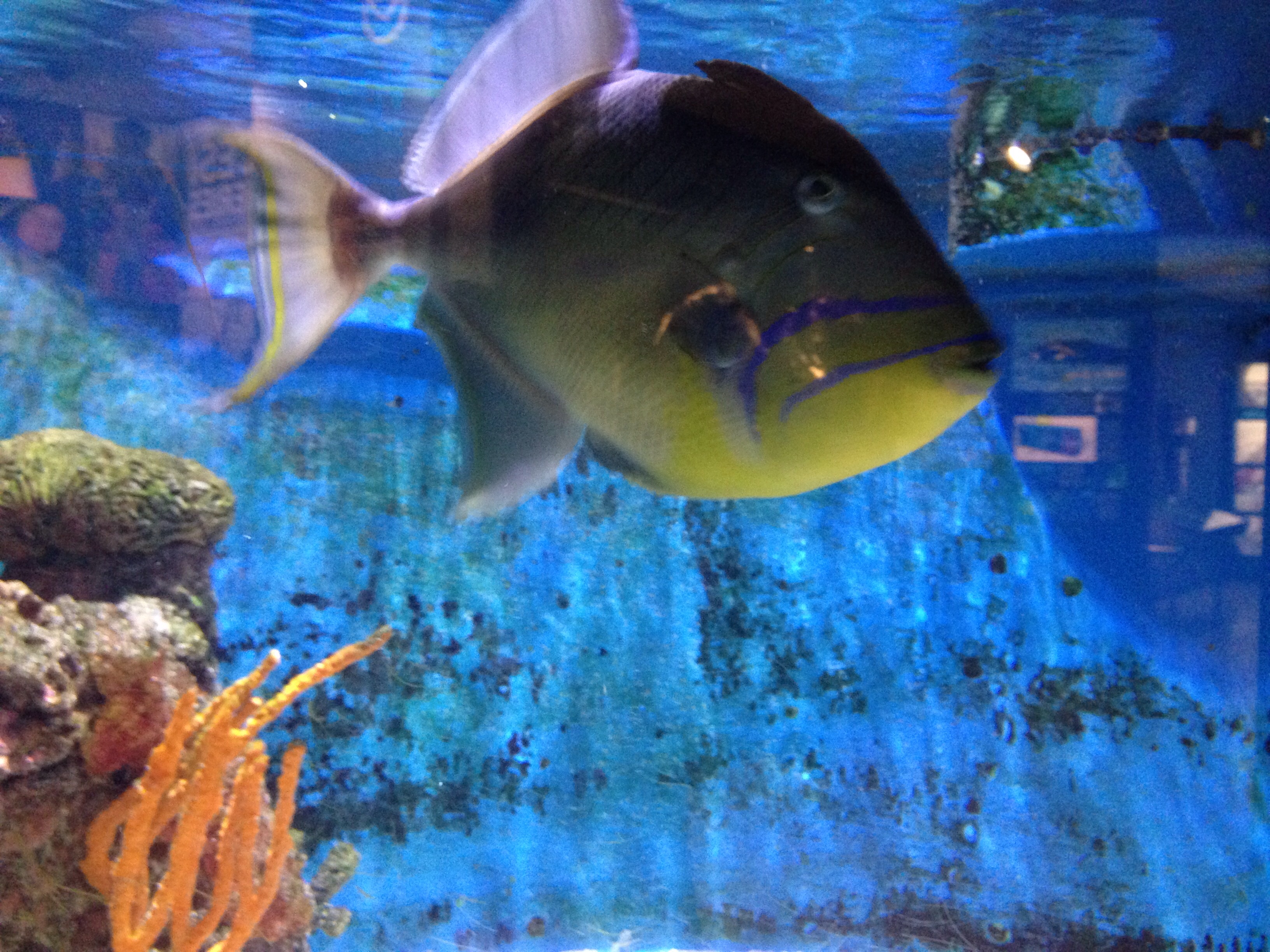 Through the Lens Marine Life at the Woods Hole Science Aquarium