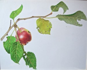 COURTESY OF WOODS HOLE HIISTORICAL MUSEUM Apple branch by Tom Hodgson, a student of Julia Child. Hodgson said he had never done any drawing until he took Child's class.