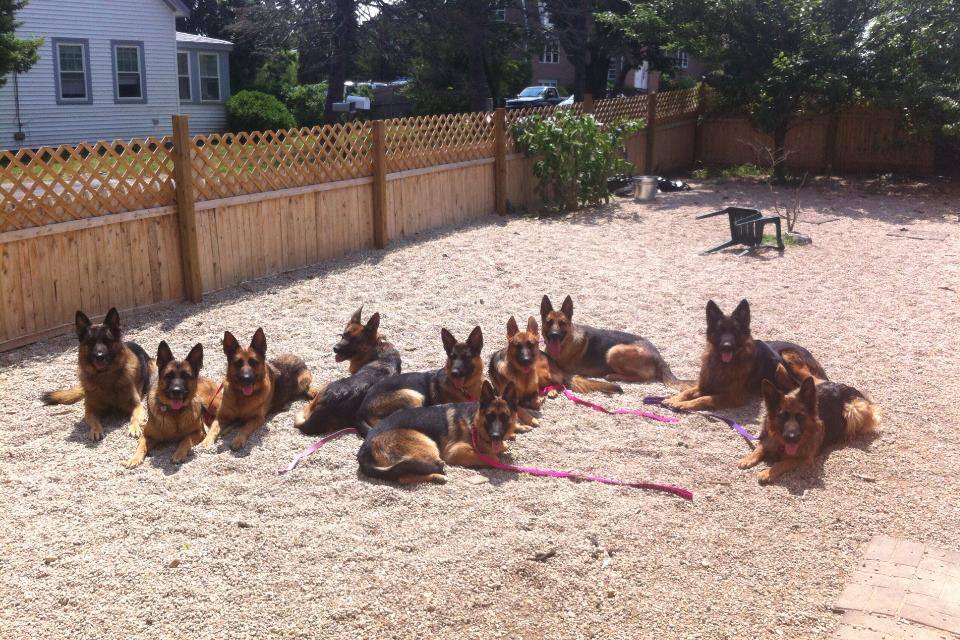 Barnstable Animal Control Raids Kennel in Hyannis