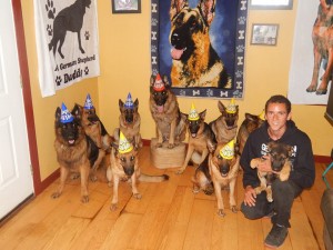 PHOTOS COURTESY OF AUGUSTO DE OLIVEIRA. Augusto De Oliveira with some of his German shephards at his home in Hyannis.