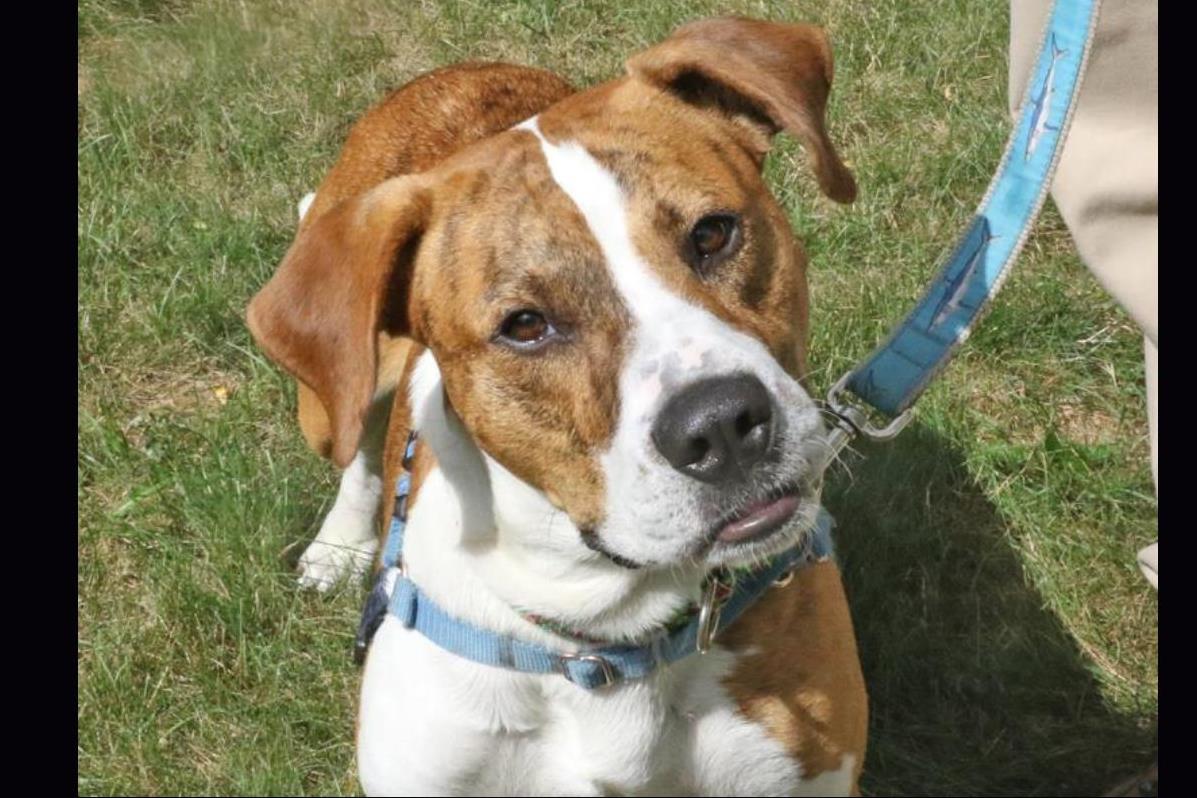 dog boarding cape cod