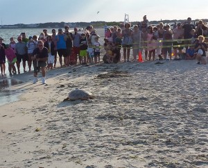 CCB MEDIA PHOTO  A loggerhead attempts to make it to the ocean off of West Dennis Beach.