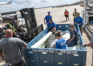A pregnant manatee peeks from her cage as she is offloaded at the Orlando International Airport Tuesday, Oct. 18, 2016. A Coast Guard air crew aboard an HC-144 Ocean Sentry airplane from Air Station Cape Cod partnered with multiple animal rescue teams to transport the manatee from Mystic Aquarium in Connecticut to SeaWorld in Orlando where veterinarians will provide care until she is ready to be released to her natural Florida habitat. U.S. Coast Guard photo by Petty Officer 1st Class Michael De Nyse