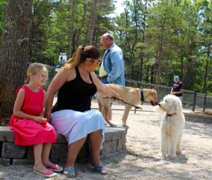 CCB MEDIA PHOTO Bella, at right, a golden doodle, makes a new friend at the Mashpee Dog Park.