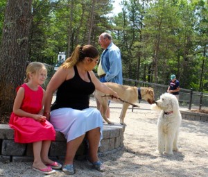 CCB MEDIA PHOTO Bella, at right, a golden doodle, makes a new friend at the Mashpee Dog Park.