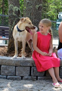 CCB MEDIA PHOTO Dogs, and children, were enjoying the new dog park in Mashpee.