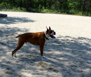 CCB MEDIA PHOTO A boxer known as "Cash" strikes a pose in the shade.
