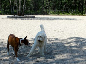 CCB MEDIA PHOTO Cash, a boxer, and Bella, a golden doodle, get to know each other.