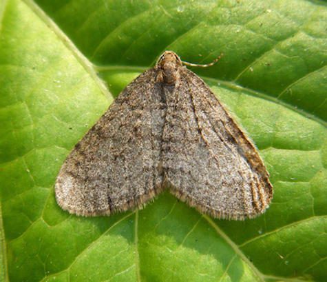 Winter moth. (Mass. Audobon)