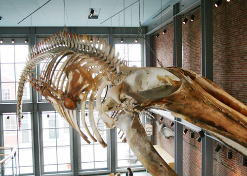 New Bedford Whaling Museum To Host Right Whale Day - Capecodcom