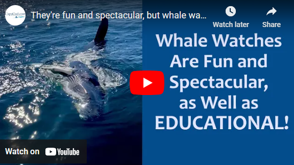 VIDEO: They’re fun and spectacular, but whale watches also aim to be ...
