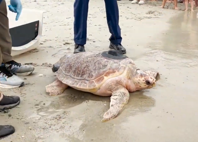 WATCH: Senator Edward Markey and Aquarium staff release rehabilitated ...