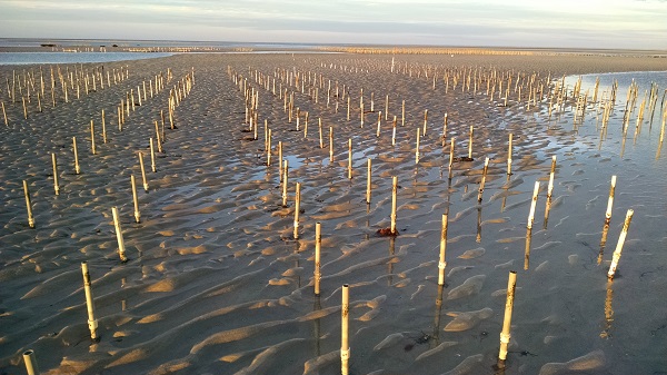 ROBERT SURRETTE PHOTO Poles erected in the shellfish grant await the return of John Lovell’s oysters