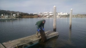ROBERT SURRETTE PHOTO Checking on the oysters in winter storage in Sesuit Harbor.
