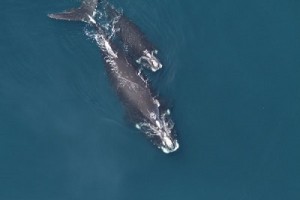 COURTESY OF NOAA FISHERIES Endangered North Atlantic right whales