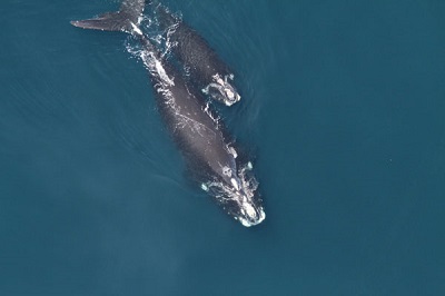 COURTESY OF NOAA FISHERIES Endangered North Atlantic right whales