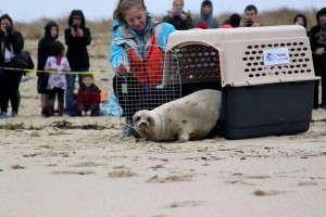 10 Things To Do On April Vacation Cape Cod Capecod Com National Marine Life Center Vacation Programs The In Buzzards Bay Will Be Hosting Fun Family Friendly All Week During