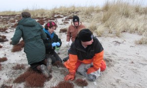 GORDON WARING, NEFSC/PROTECTED SPECIES BRANCH UNDER PERMIT #17670-02 Researchers test gray seal pups this month on Monomoy.